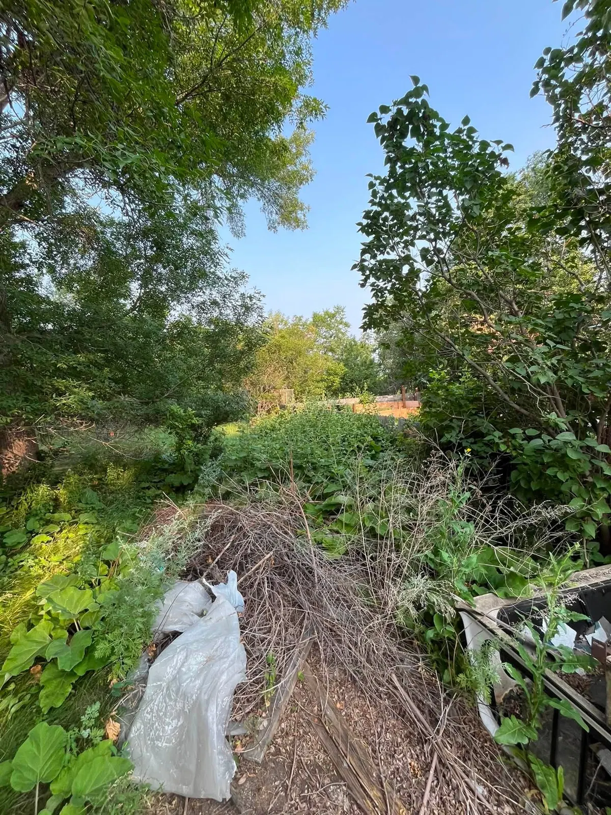 Overgrown access path before Dakota Cleanout work
